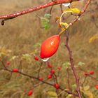 Herbstliche Schönheit