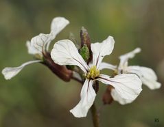 Herbstliche Schönheit