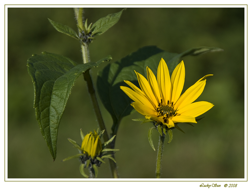 Herbstliche Schönheit der Natur