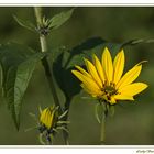 Herbstliche Schönheit der Natur