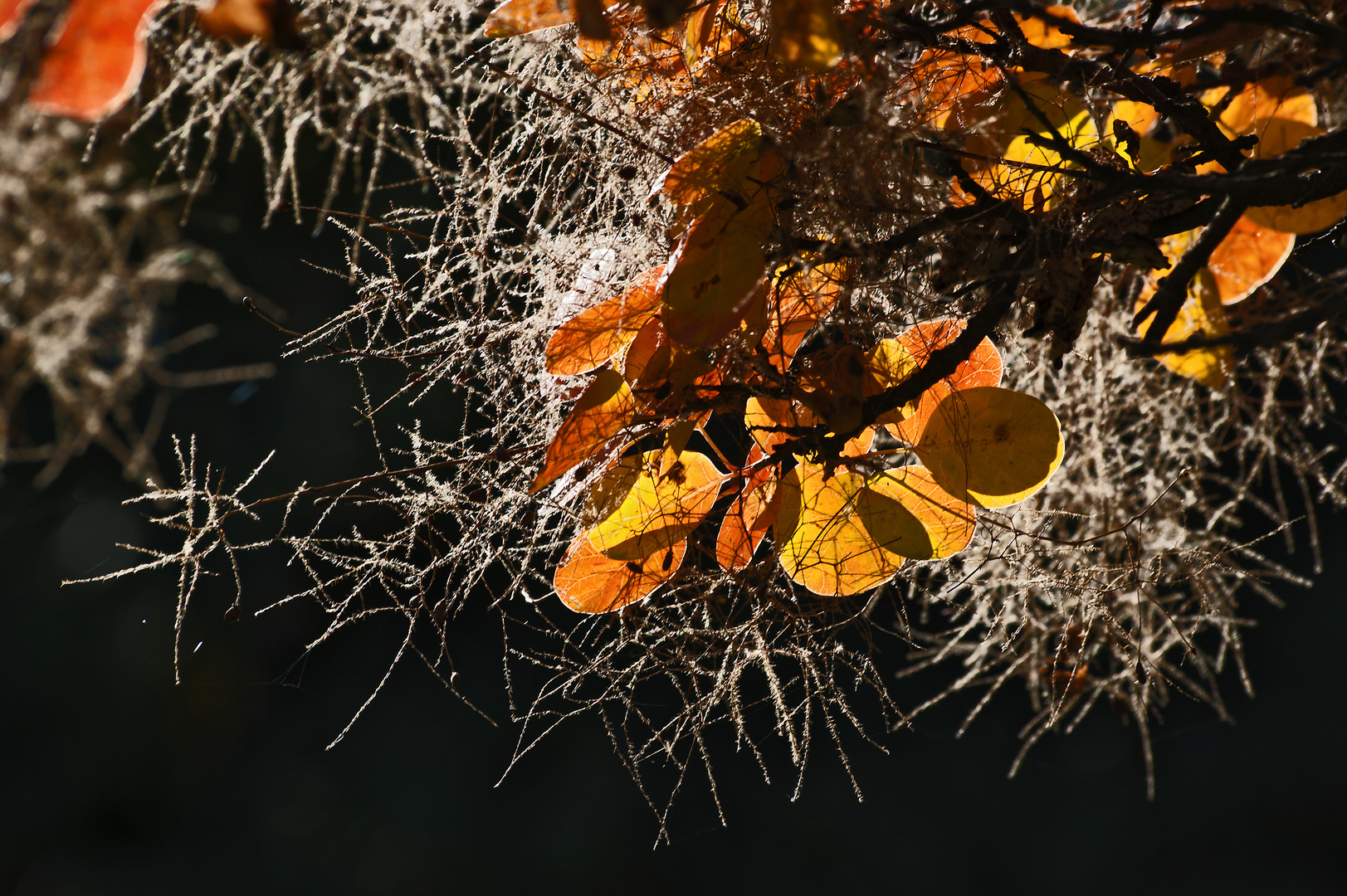 Herbstliche Schönheit