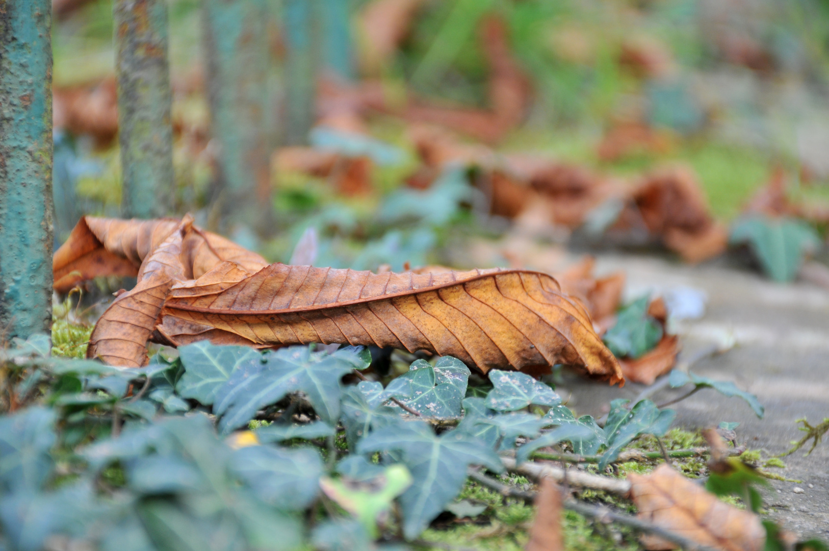 Herbstliche Schönheit