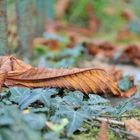 Herbstliche Schönheit