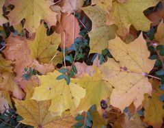 herbstliche schönheitskonkurrenz