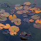  Herbstliche Seerosen