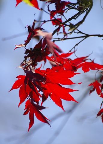 herbstliche Signalfarbe by Christoffff K.