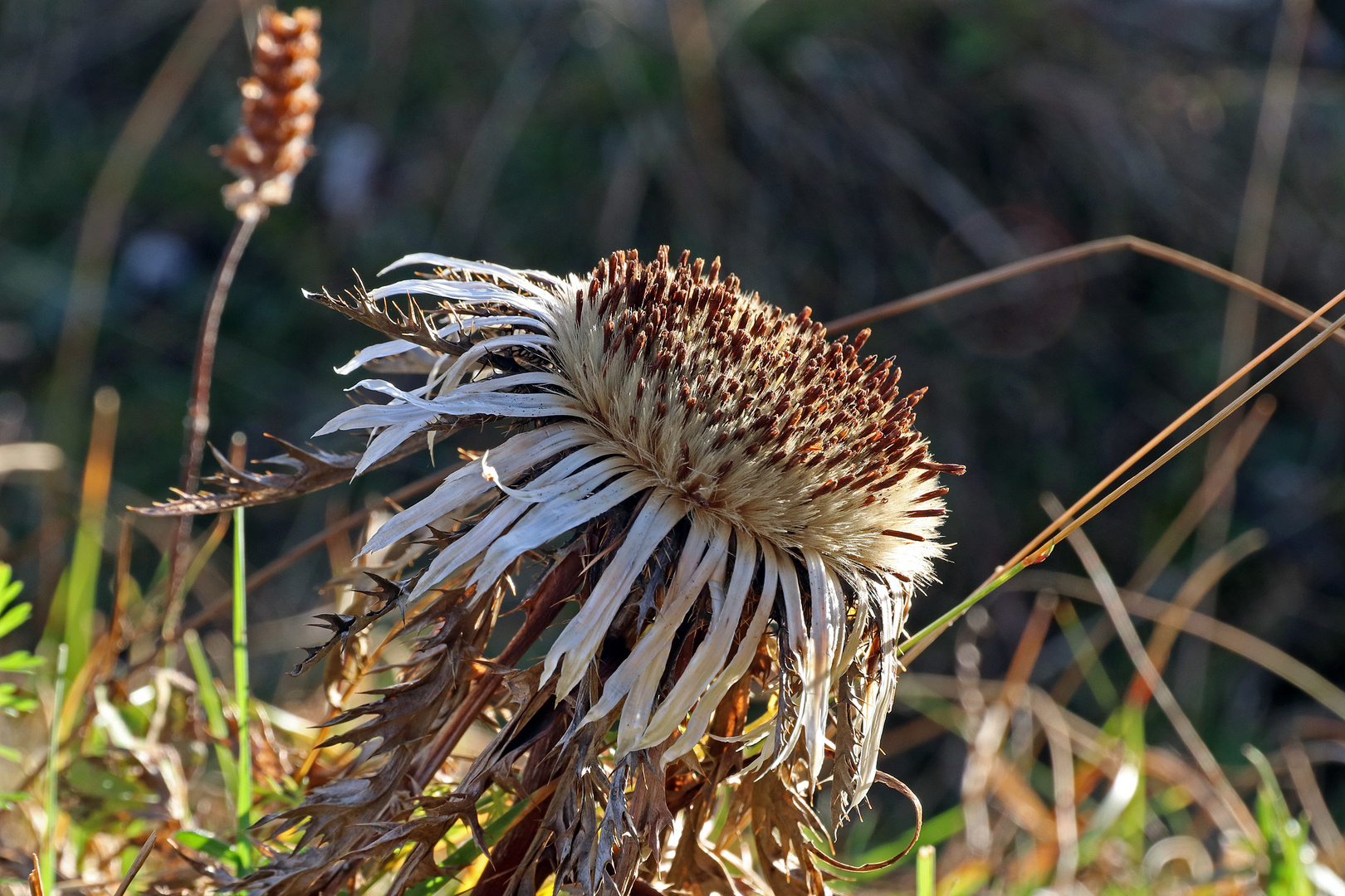 Herbstliche Silberdistel