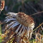 Herbstliche Silberdistel