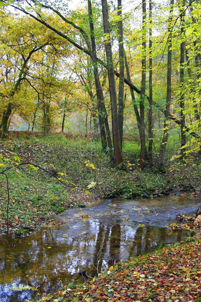 herbstliche Simmung am Mühlbach