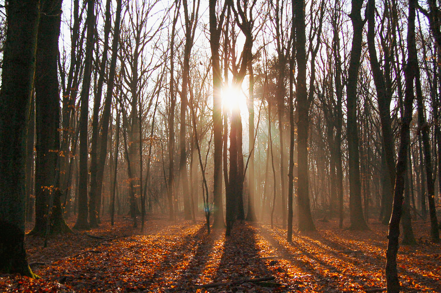 Herbstliche Sonne