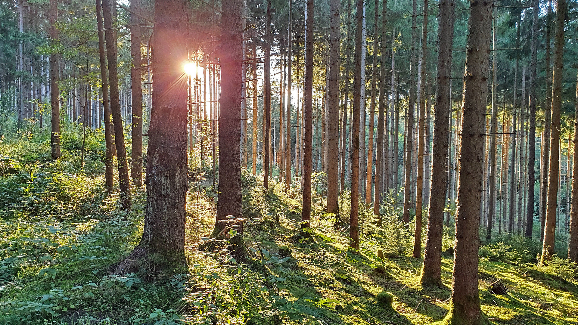 herbstliche Sonne im Wald