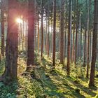 herbstliche Sonne im Wald