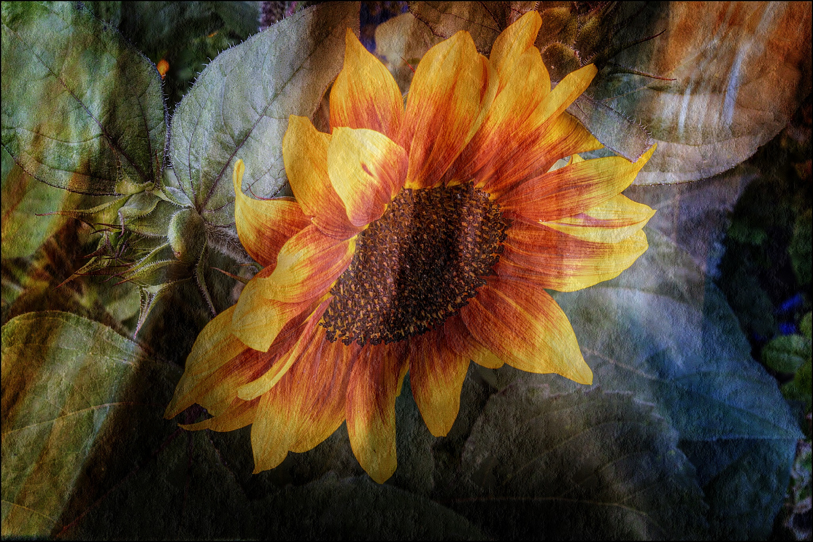 herbstliche Sonnenblume