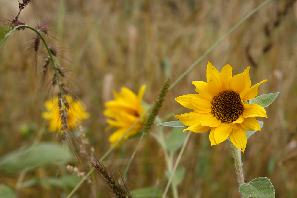 herbstliche Sonnenblume