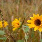 herbstliche Sonnenblume