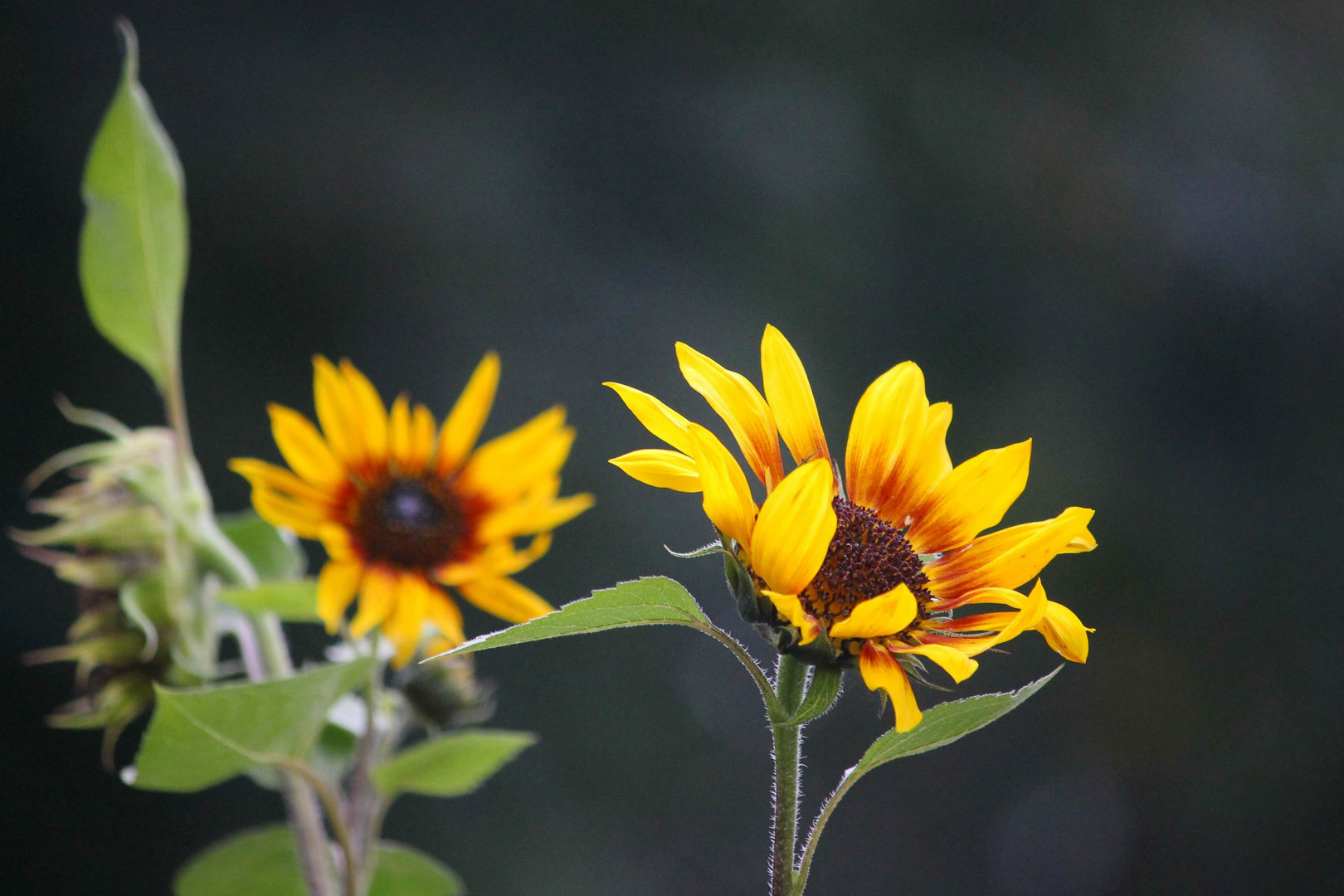 Herbstliche Sonnenblumen