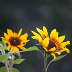 Herbstliche Sonnenblumen