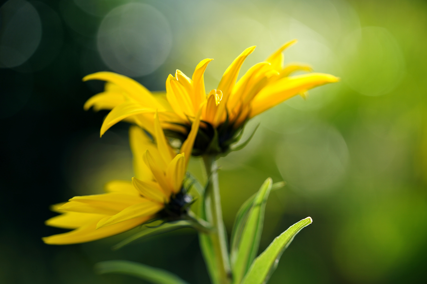 Herbstliche Sonnenblumen