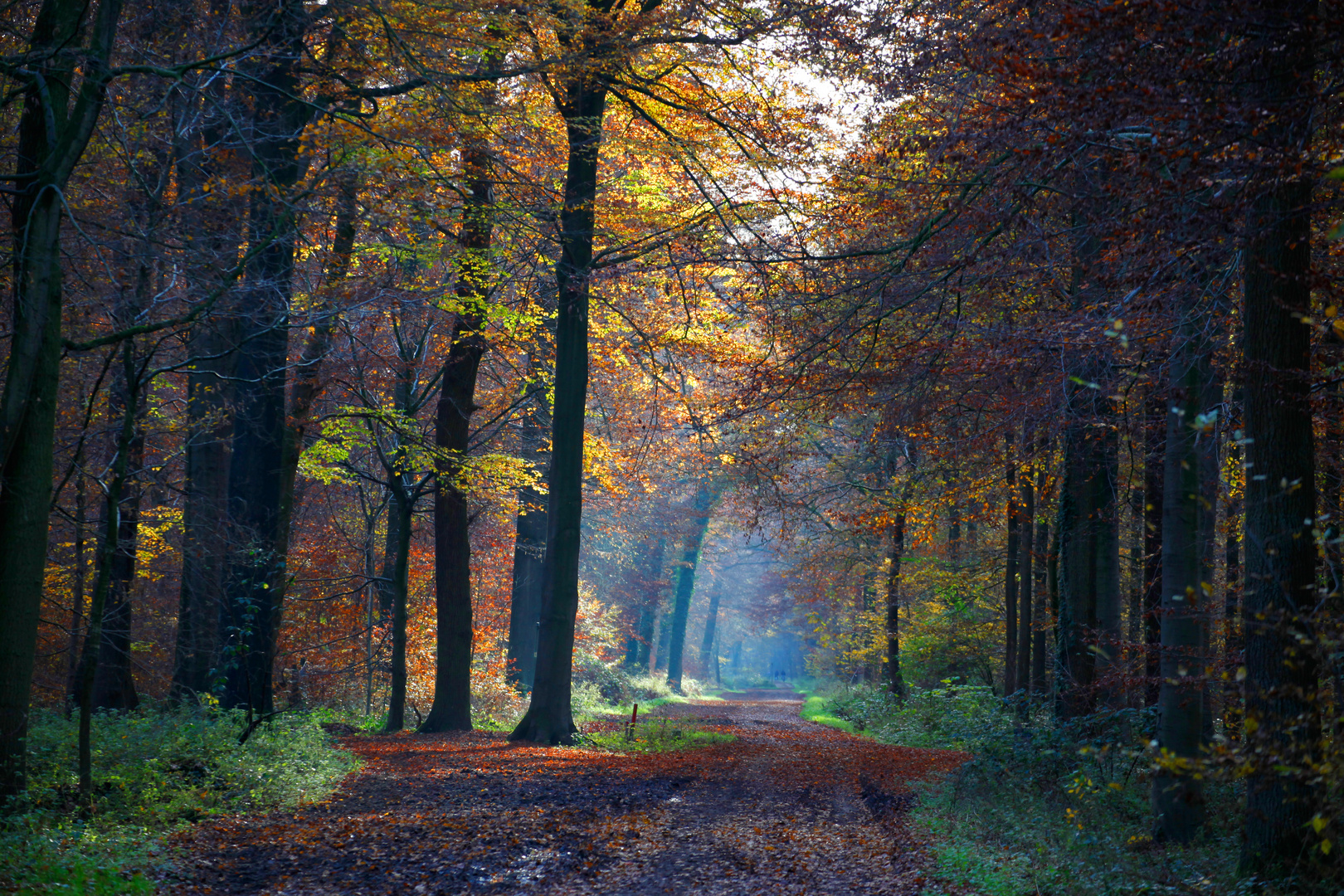 herbstliche Sonnenstrahlen