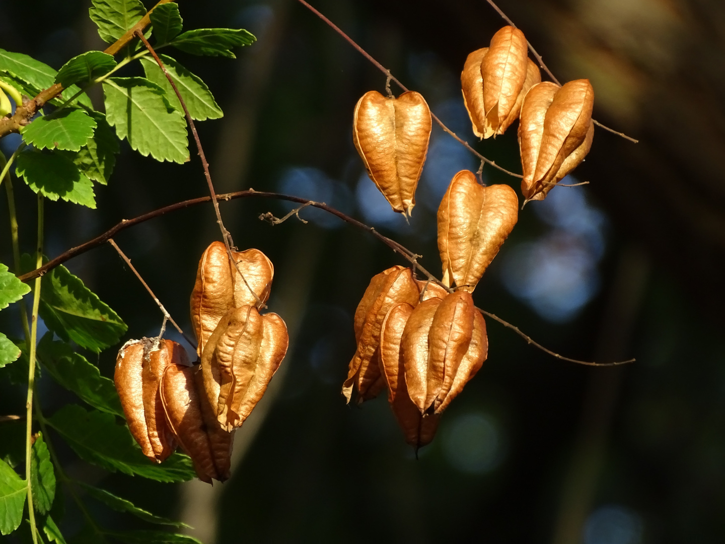 herbstliche Sonntagsgrüße