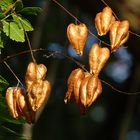 herbstliche Sonntagsgrüße