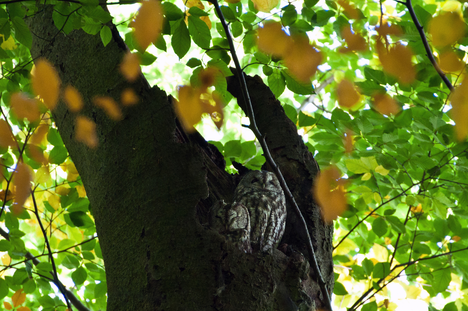 herbstliche Sonntagskäuzchen