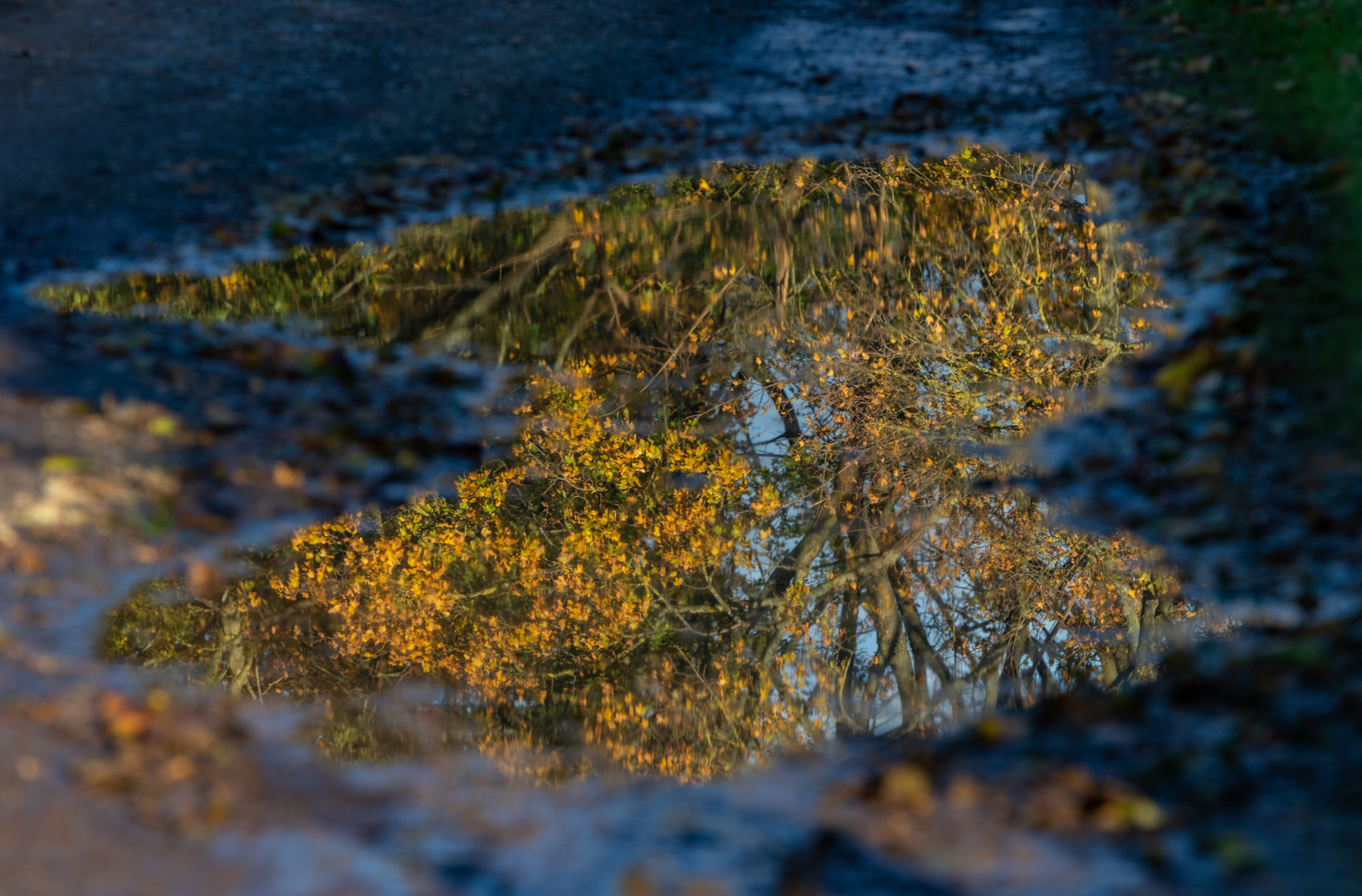 Herbstliche Spiegelung