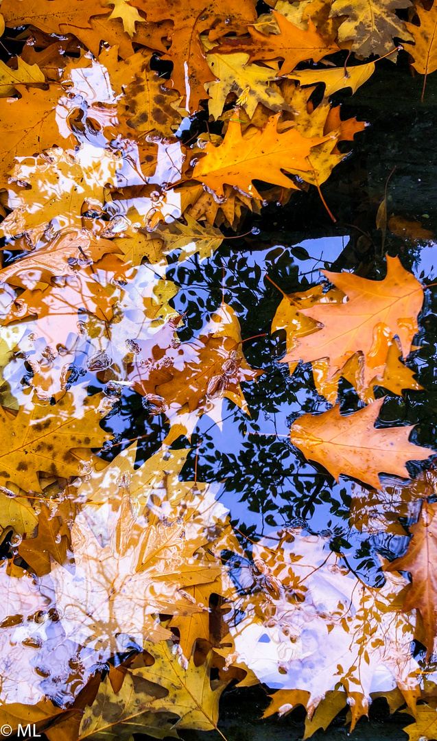 Herbstliche Spiegelung