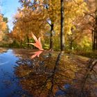 herbstliche spiegelung