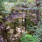 herbstliche Spiegelung -2-