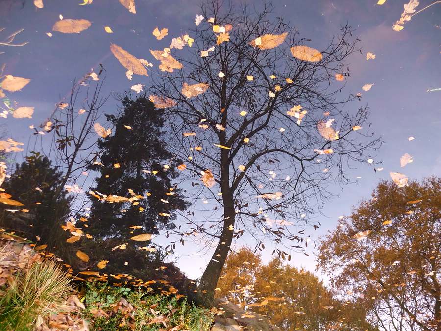 Herbstliche Spiegelung