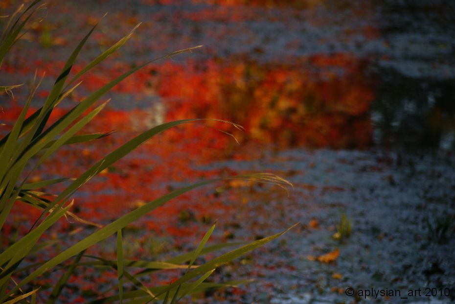 herbstliche Spiegelung