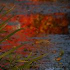 herbstliche Spiegelung