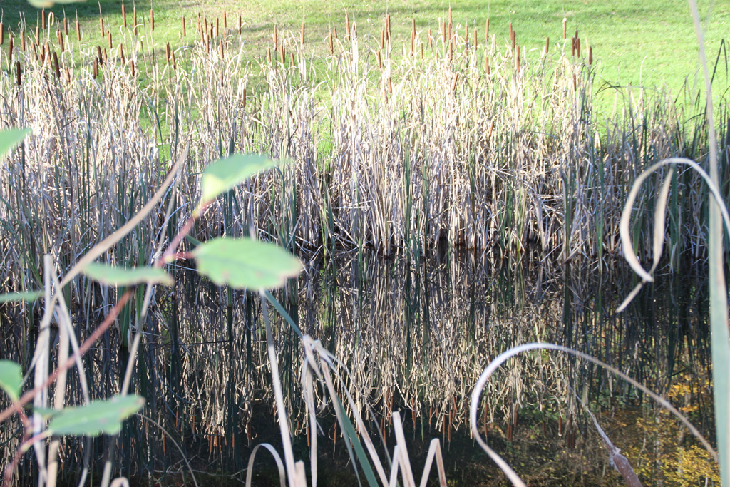  Herbstliche Spiegelung 