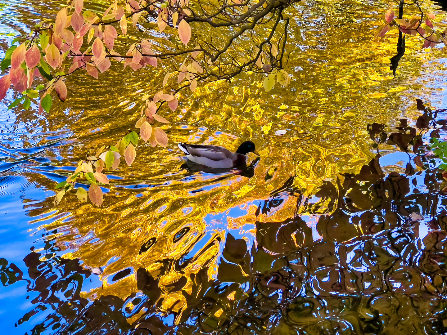  Herbstliche Spiegelung