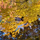  Herbstliche Spiegelung