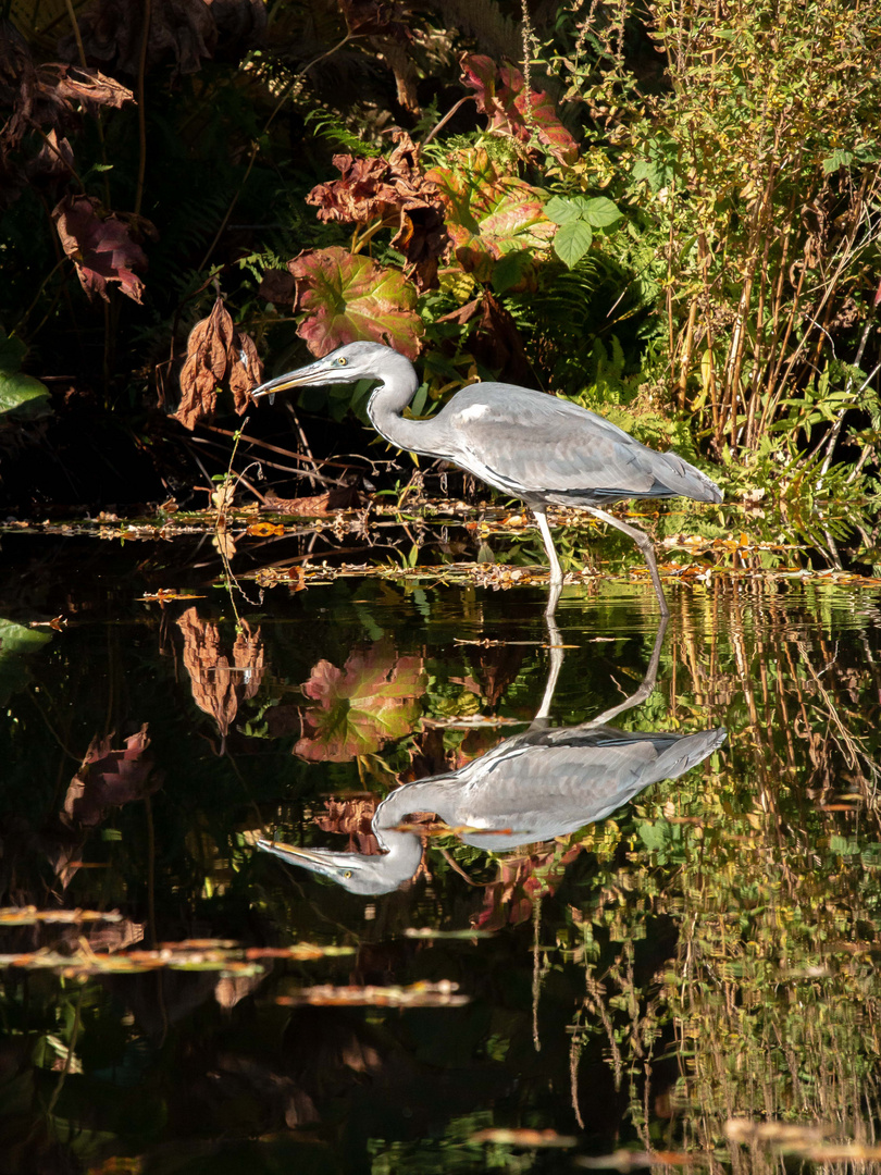 herbstliche Spiegelung