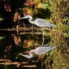 herbstliche Spiegelung