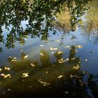 Herbstliche Spiegelung