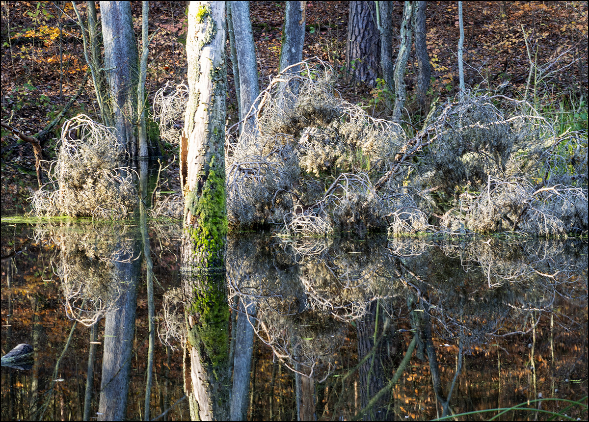 herbstliche Spiegelung