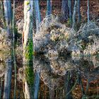 herbstliche Spiegelung