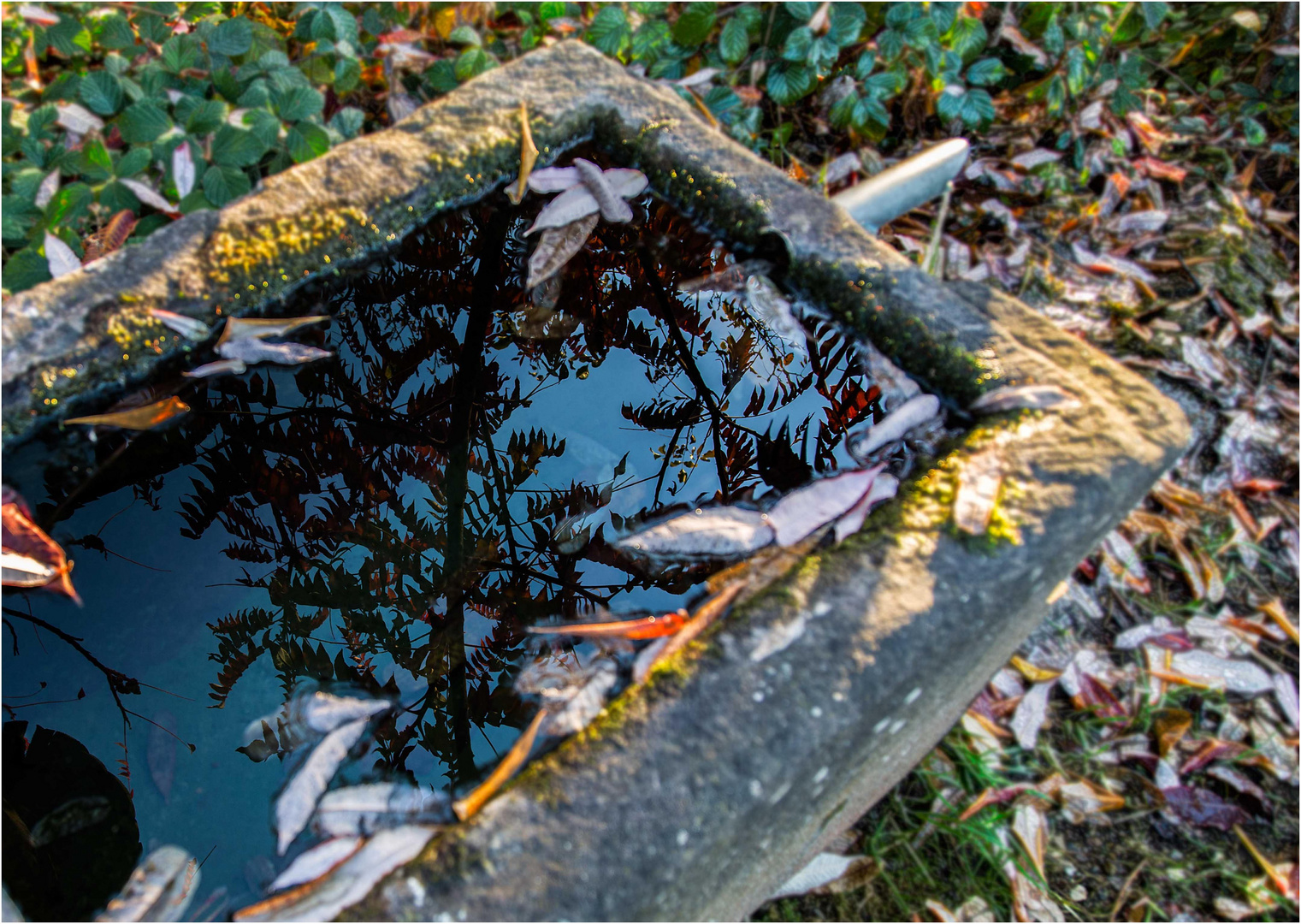 Herbstliche Spiegelung........