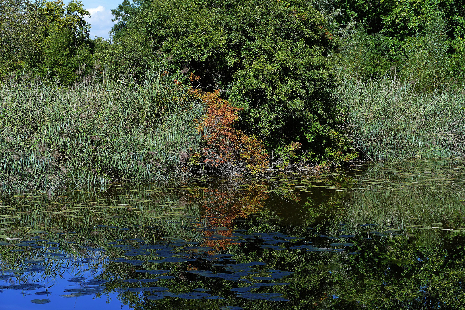  herbstliche Spiegelung im Teich