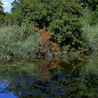  herbstliche Spiegelung im Teich