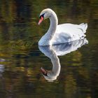 Herbstliche Spiegelungen