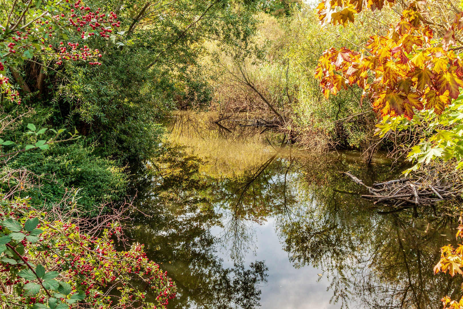 Herbstliche Spiegelungen