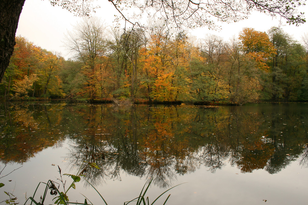 Herbstliche Spieglung im Teich