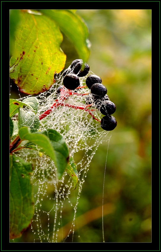 Herbstliche Spinnerei