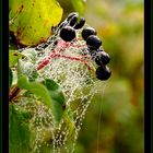 Herbstliche Spinnerei