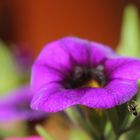 Herbstliche Spinnereien